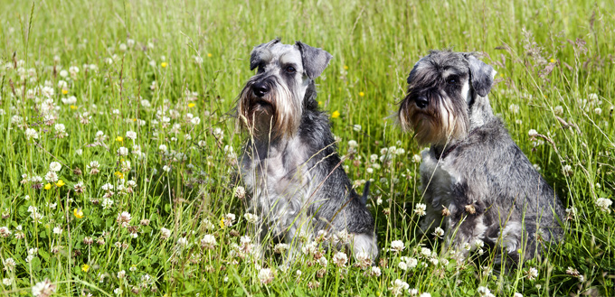 fun facts about schnauzers