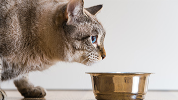 best automatic cat feeder 2018