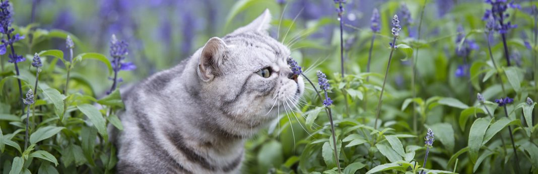 aroma diffuser cats