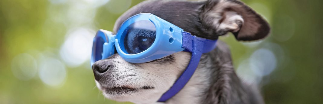 dog eye goggles