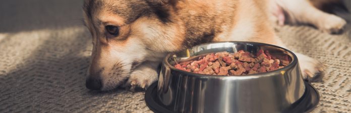 How Often Should You Clean Your Dog's Bowl? 