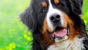 7 Best Dewormers For Dogs (Review) in 2019 | My Pet Needs That