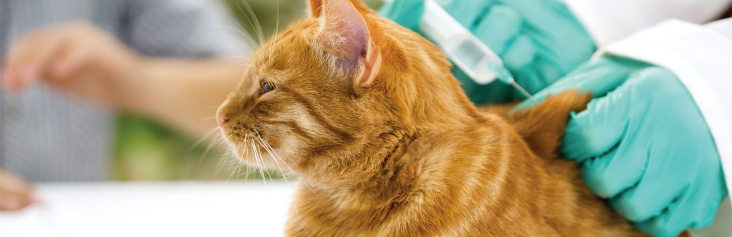 Diabetes in Cats: Symptoms, Diet and Treatment | My Pet ...