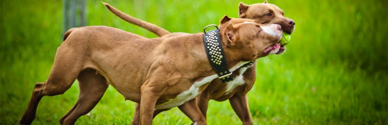 Differences in Male and Female Pit Bull Terriers | My Pet Needs That