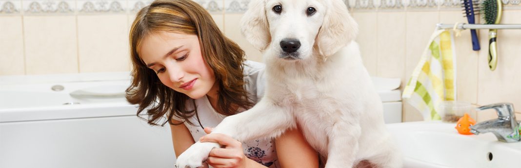 pet grooming cost