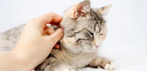 What to Do About a Cat Nose Bleed | My Pet Needs That