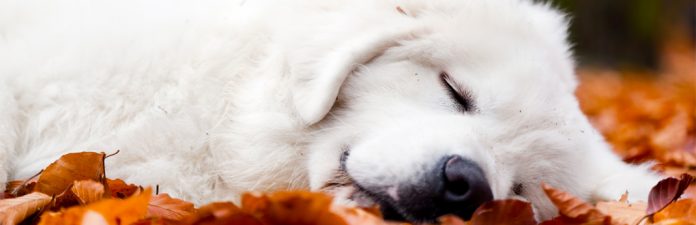 why-does-my-dog-cry-while-sleeping-my-pet-needs-that