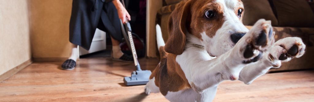 How to Protect Wood Floors From Dog Urine | My Pet Needs That