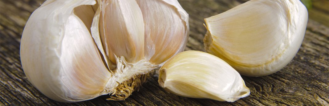 garlic supplement for dogs