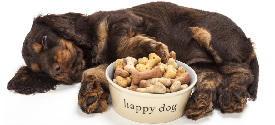 The Best Dog Food For Cocker Spaniels (Review & Buying ...