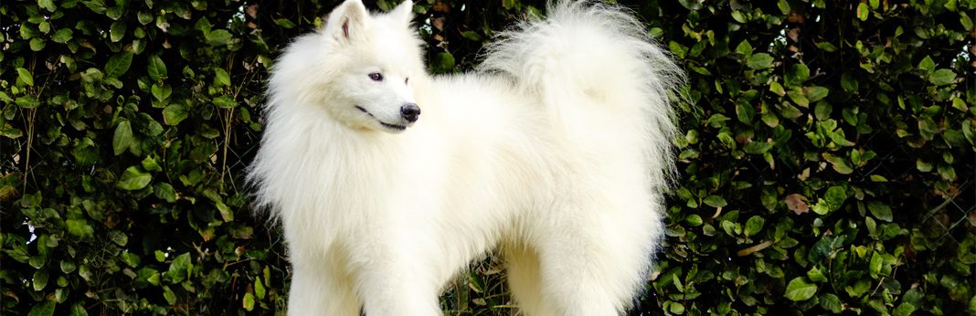 oldest dog breed in the world