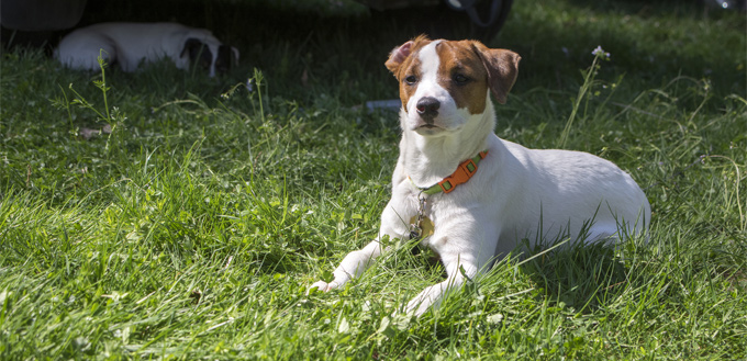 small jack russell in the grass