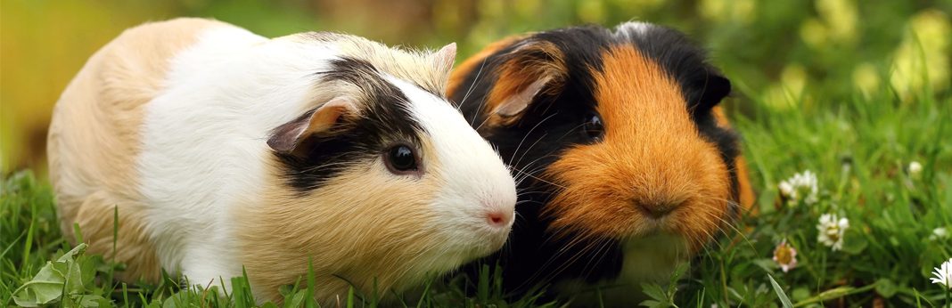 hamster and guinea pig breed