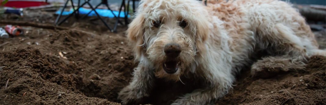 Why Do Dogs Eat Dirt Everything You Need To Know