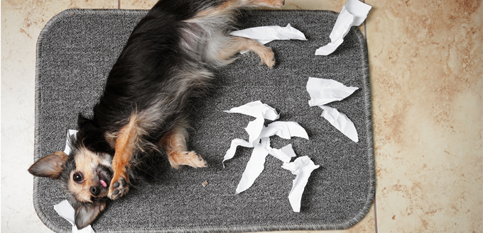why dogs eat paper