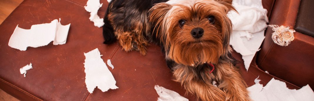 dogs eating paper towels