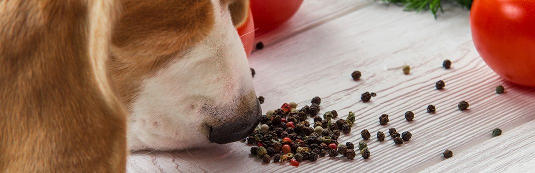 what-spices-are-safe-for-dogs-my-pet-needs-that