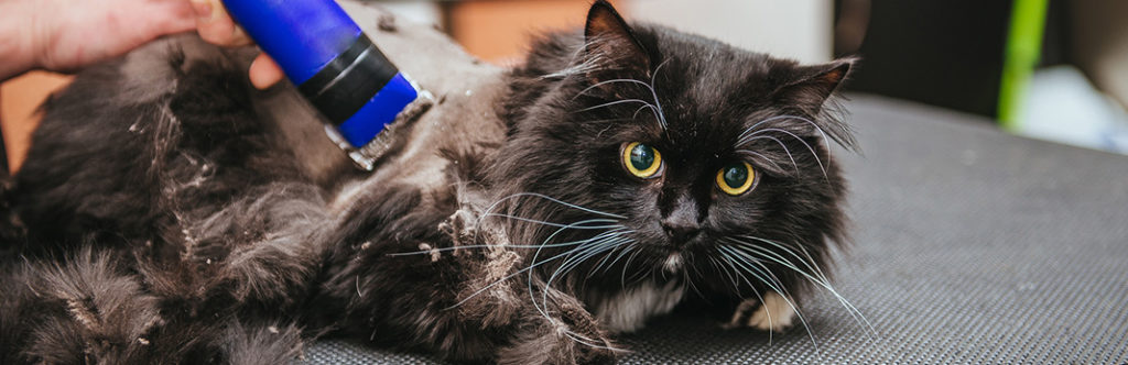 Shaving Cats: Why You Might Need to Shave Your Cat's Fur