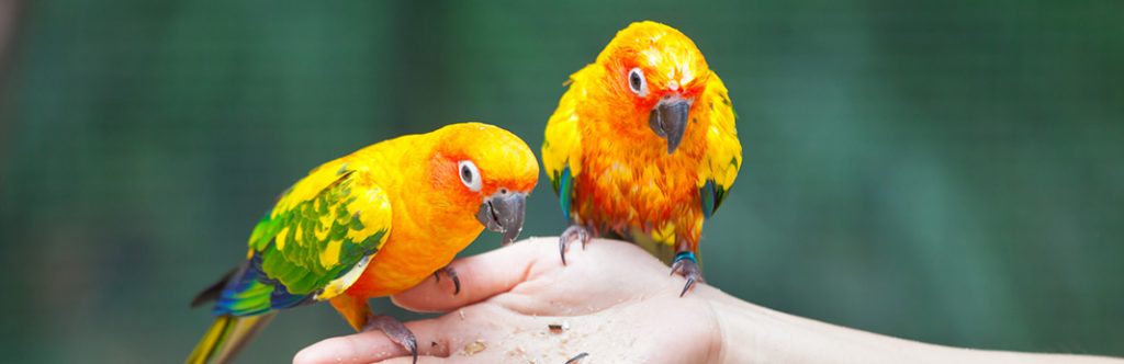 Parrots As Pets: Things You Need To Know | My Pet Needs That