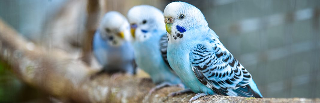 The Quietest Pet Birds | My Pet Needs That
