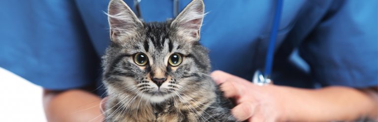 Scabs on Cats? What Causes Them and How to Treat Them