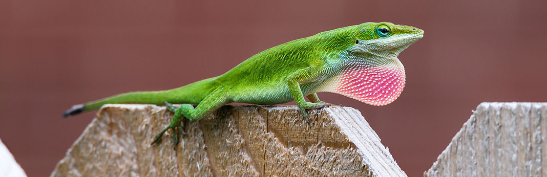 green anole pet