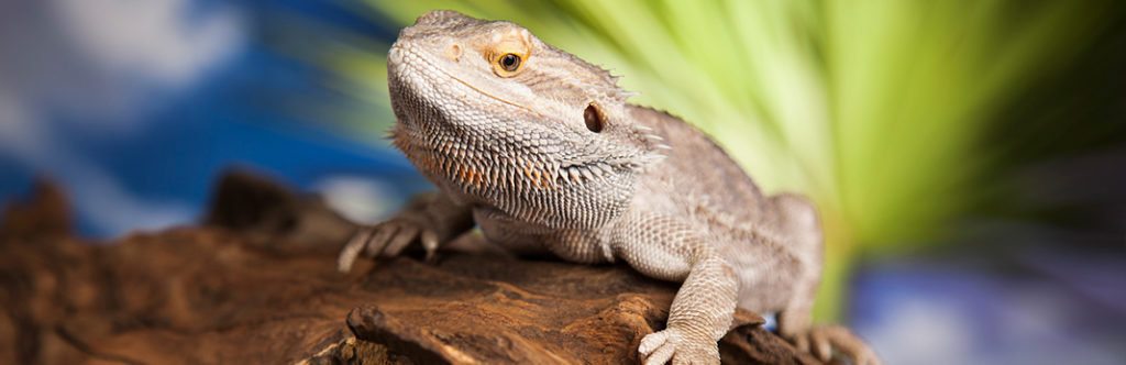 Bearded Dragon: Complete Care Guide | My Pet Needs That