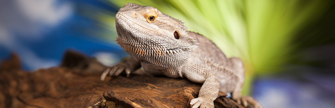 bearded dragon complete care guide and introduction