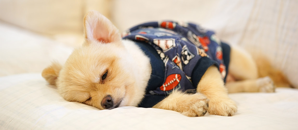 best dog pajamas