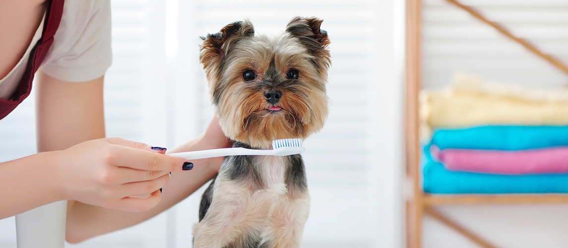 small dog toothbrush and toothpaste