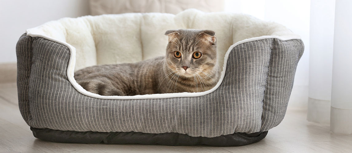 therapeutic cat beds