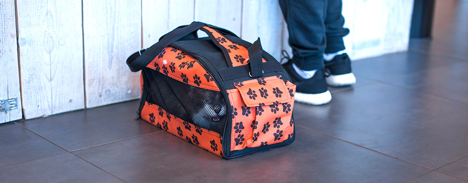 The Best Cat Carrier (Review) in 2021 | My Pet Needs That