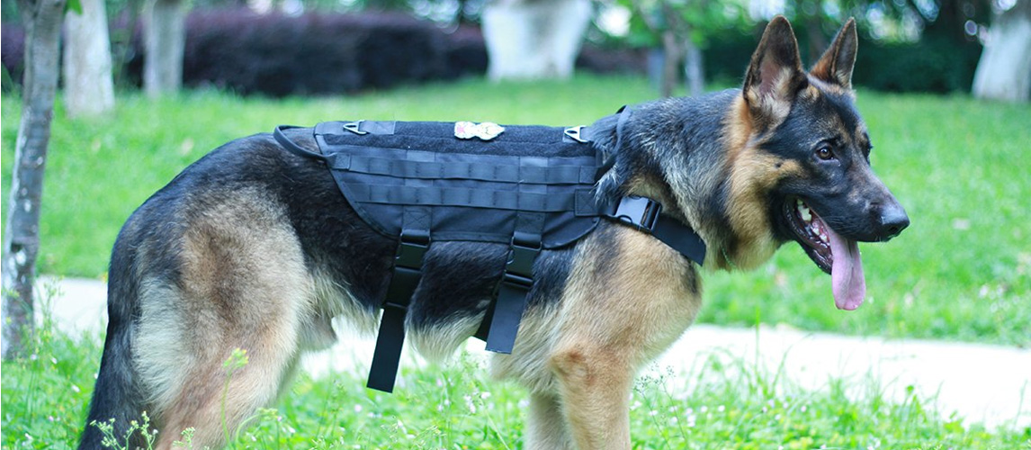 The Best Tactical Dog Vests in 2022 | My Pet Needs That