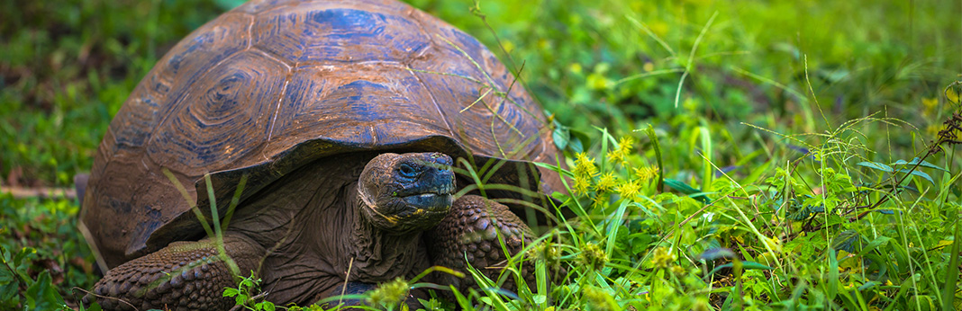 Red-Eared Slider: Complete Care Guide and Introduction