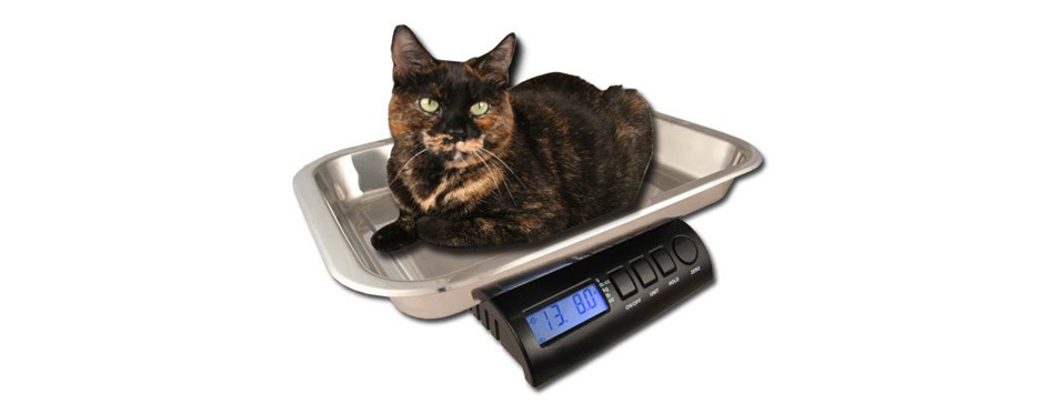 Puppy Weighing Scales, Digital, Whelping, 1g Increments, Kitten Dog Cat  Rabbit