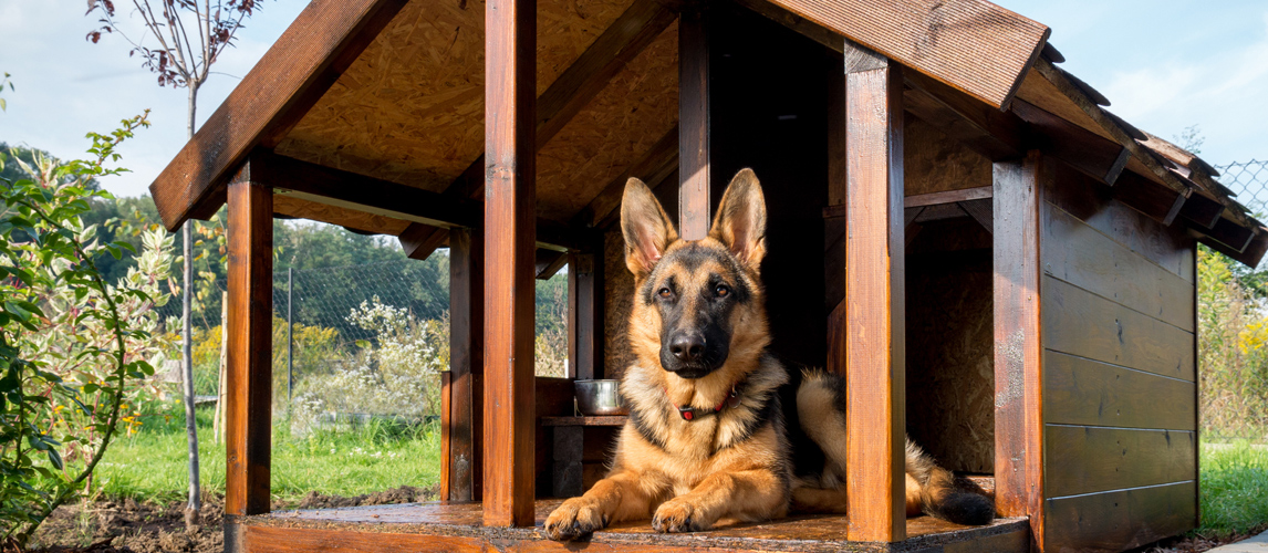 large dog houses for winter