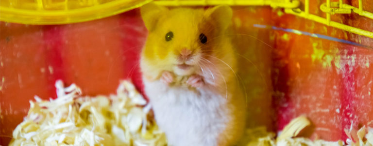 the-best-hamster-bedding-in-2022-my-pet-needs-that