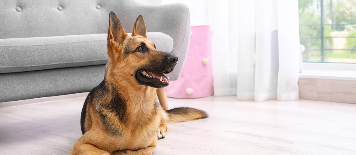 best air purifier for pet dander and dust