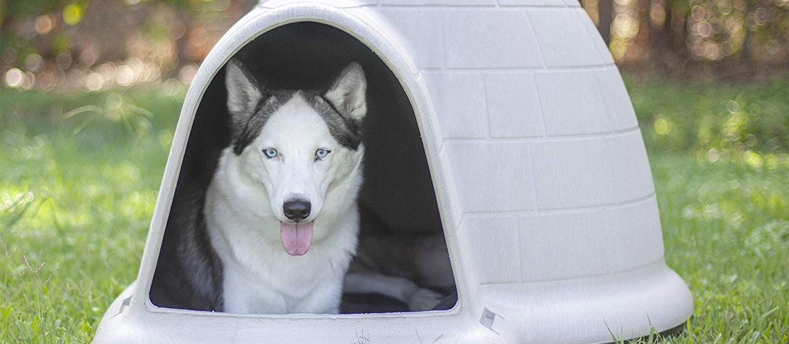 largest igloo dog house
