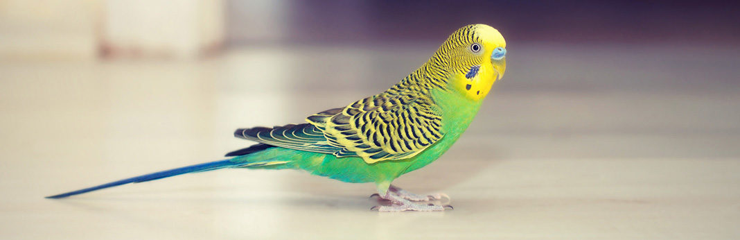 parakeet bird