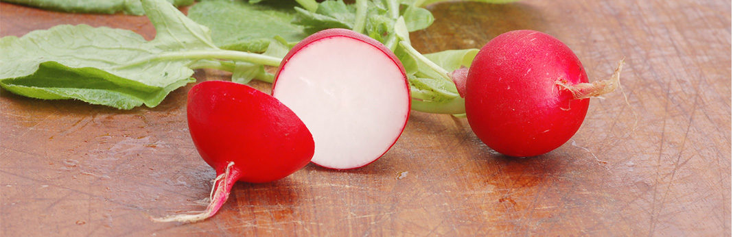 are radishes bad for dogs