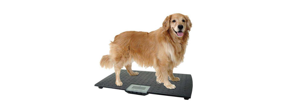 Puppy Weighing Scales, Digital, Whelping, 1g Increments, Kitten Dog Cat  Rabbit