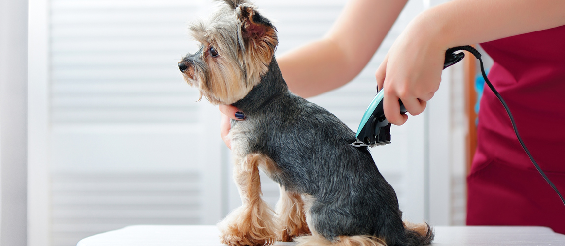 best home grooming clippers for dogs