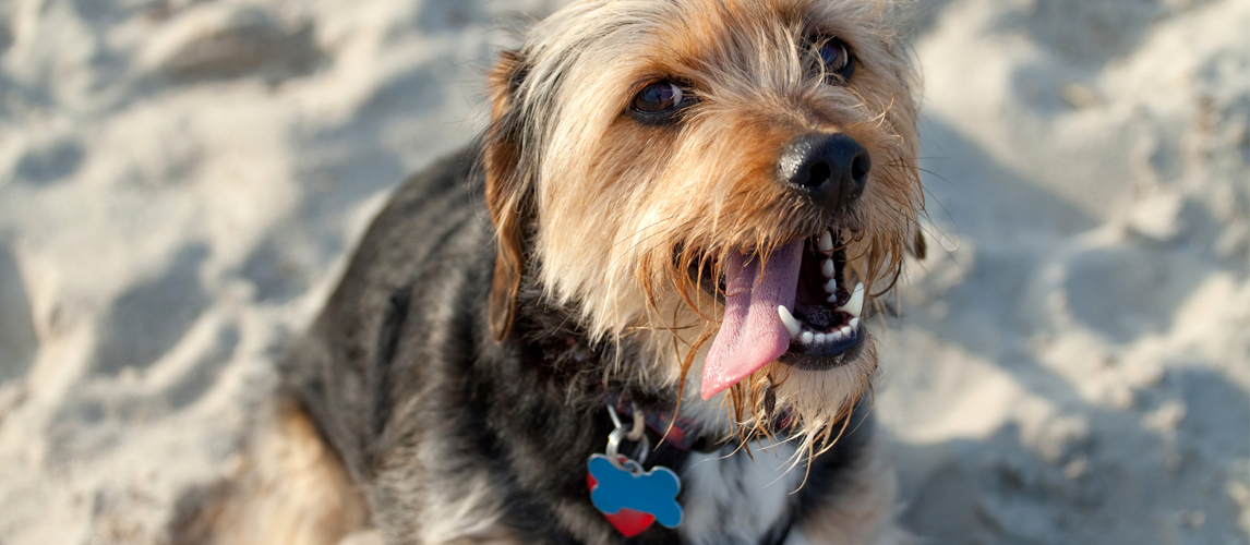 best dog tags for small dogs