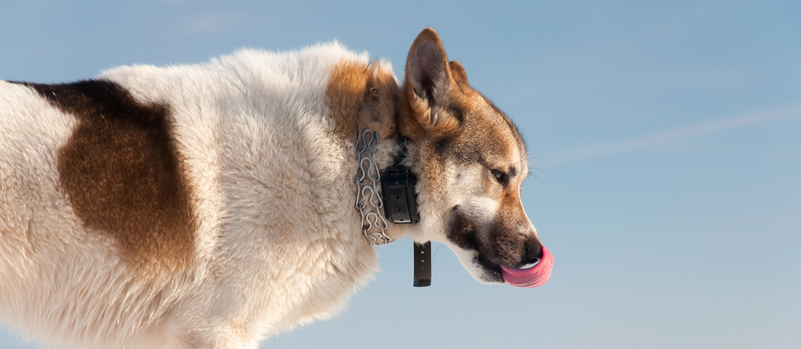 shock collar for 6 pound dog