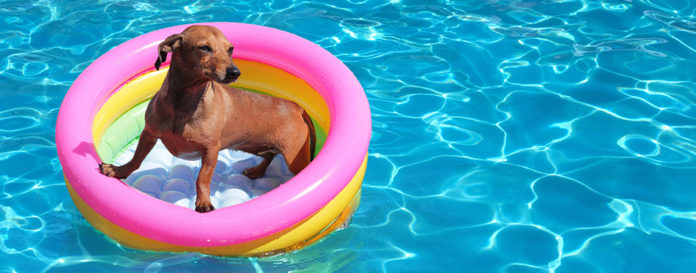 dog swim float