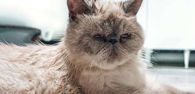 Exotic Shorthair cat crying