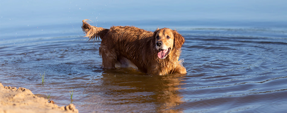 The Best Sunscreen for Dogs (Review) in 2021 | My Pet Needs That