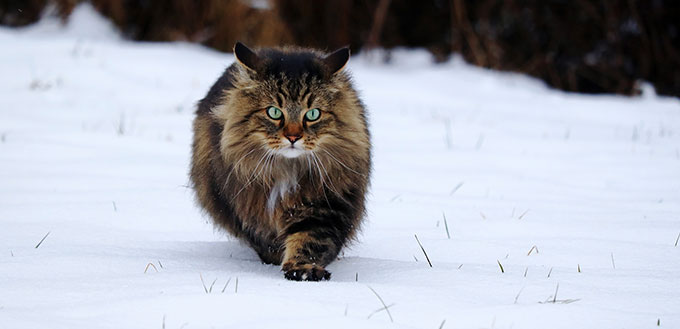 Norwegian Forest Cat walks through the snow