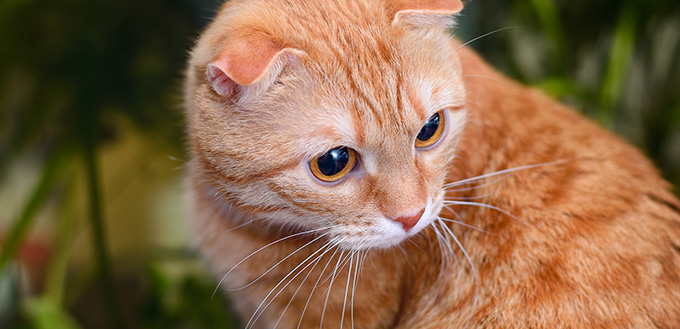 do cats cry? what you need to know my pet needs that